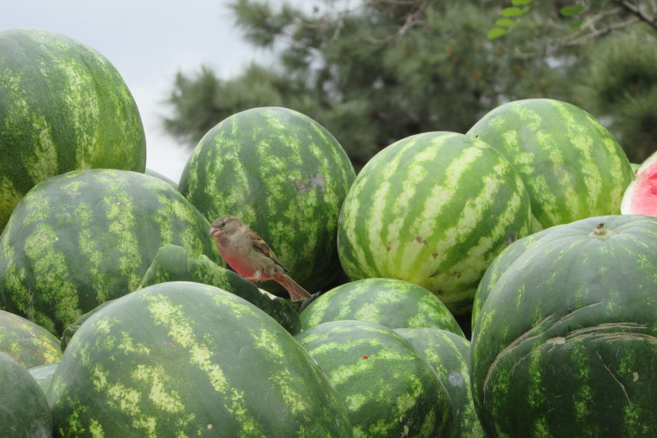 سهم هندوانه ی گنجشک کوچک 